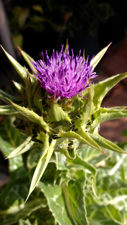 Lilac purple herbal medicine