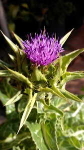 Lilac purple herbal medicine