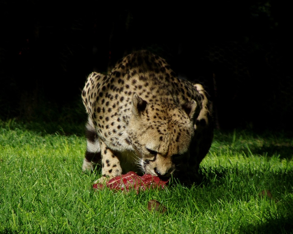 Predator nature speed