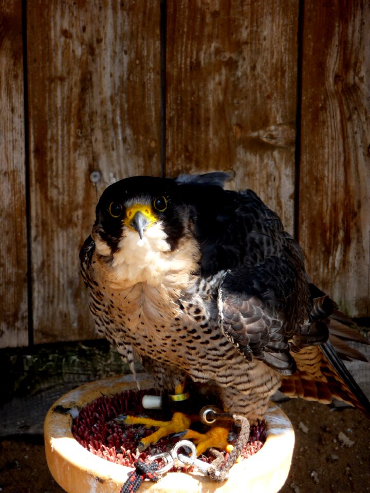 Bird predator breeding falcons