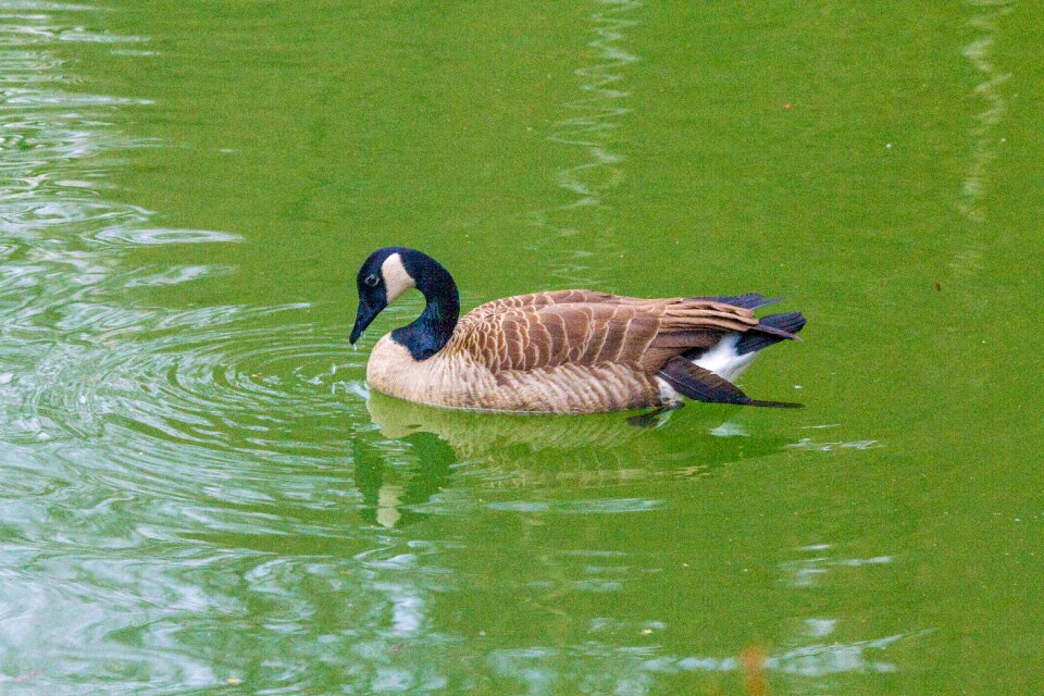 Lake water animal photo