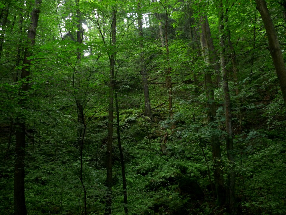 Green gorge trail rock