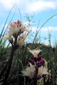 Bud marsh plant nature conservation
