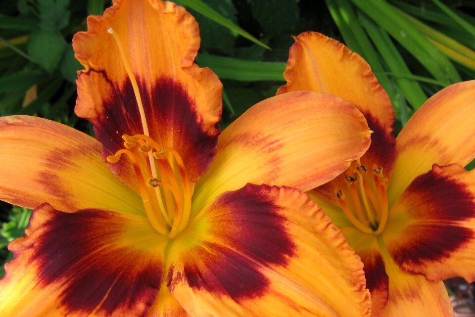 Flower plant orange
