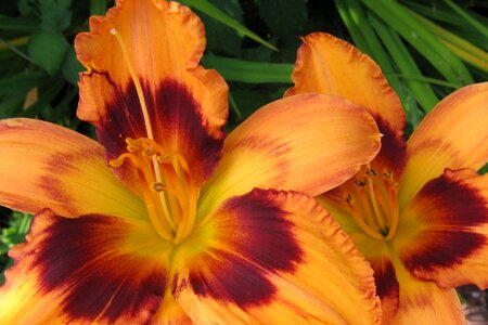 Flower plant orange