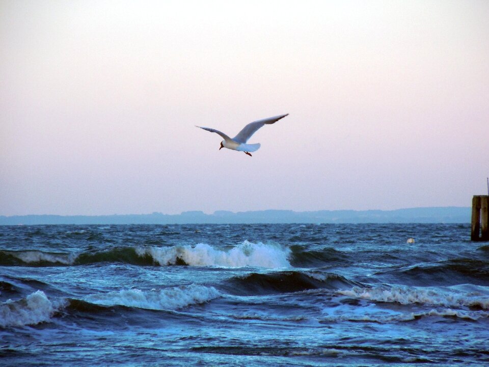 Flying bird wave