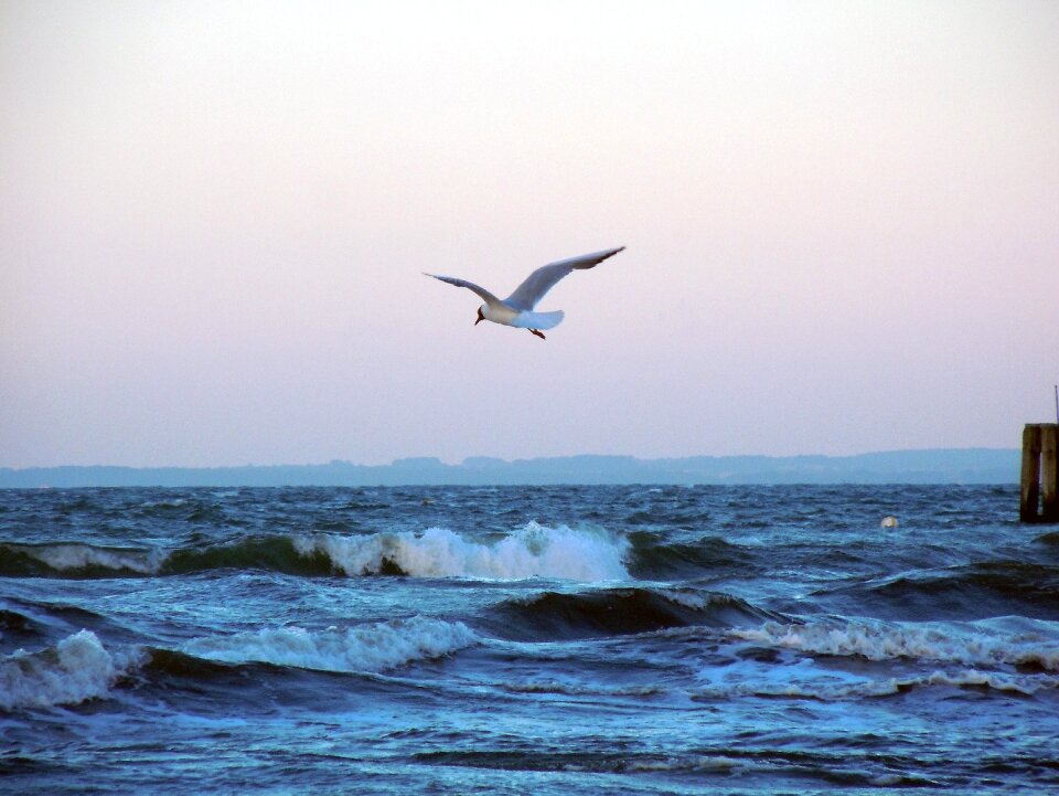 Flying bird wave photo