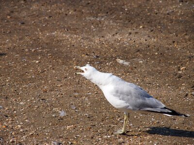 Coast nature beach photo