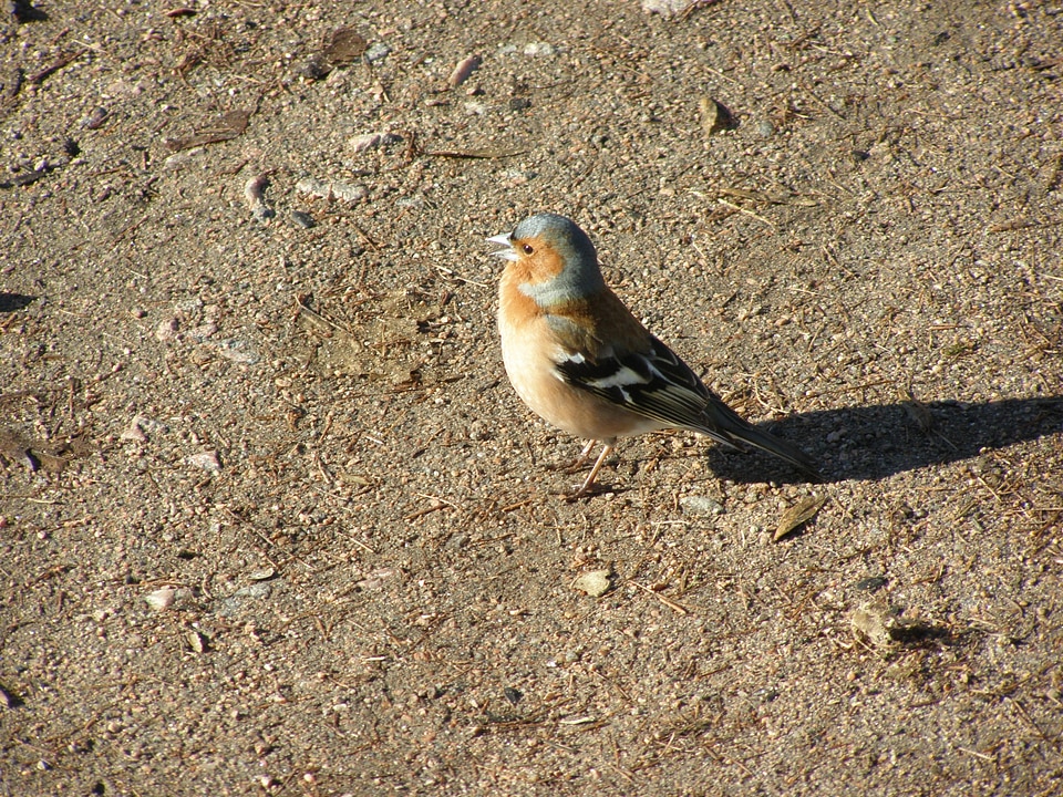 Finch common chaffinch fringilla coelebs
