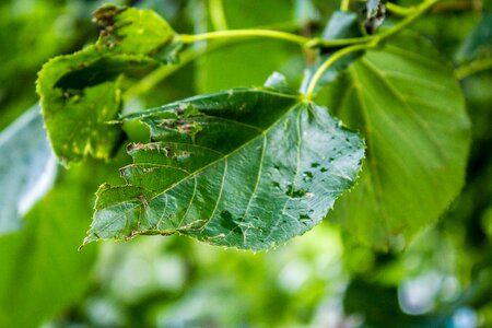 Plant nature close up photo