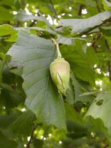 Nut green immature