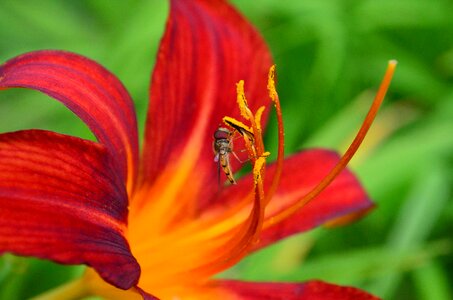 Plant stamens ovary