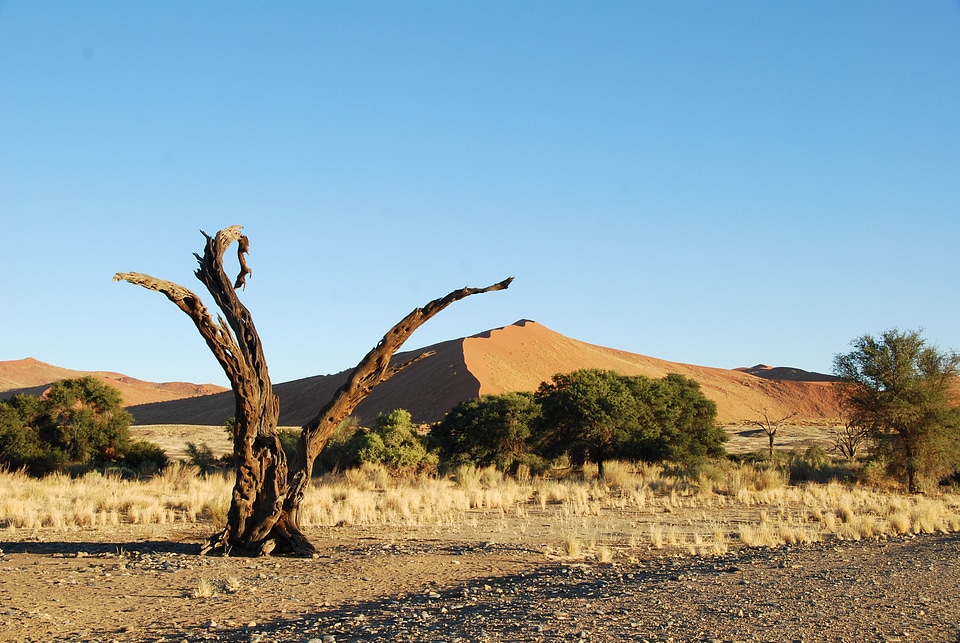 Africa tree dead plant