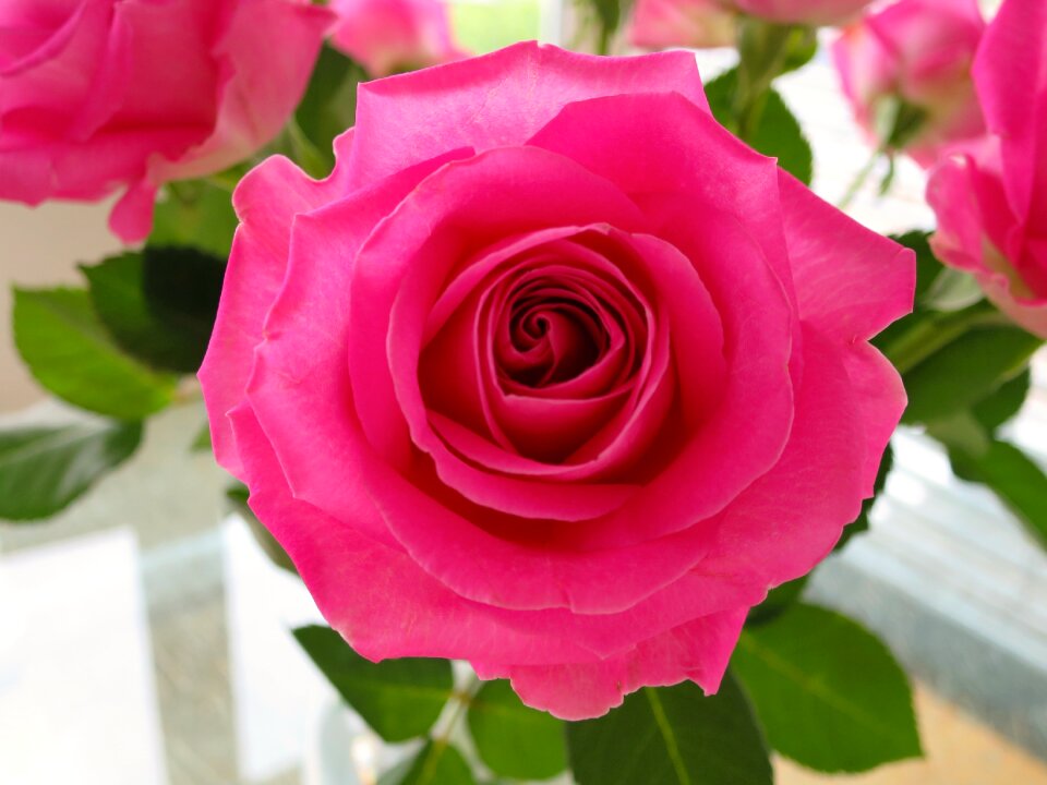 Bloom pink rose bloom