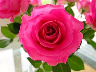 Bloom pink rose bloom