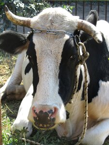 Beef ruminant agriculture