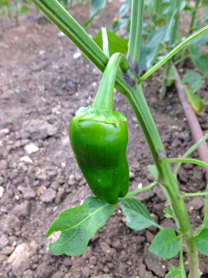 Food eat peppers