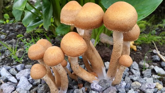 Forest soil mushrooms