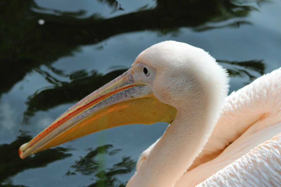 Pelecaniformes water bird bird