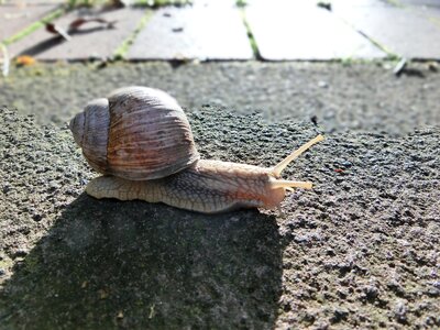 Nature macro snail shell