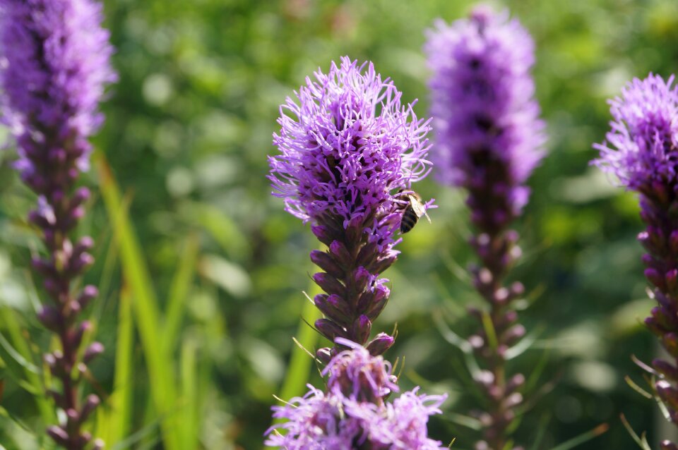 Purple large speedwell veronica plants