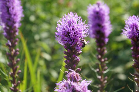 Purple large speedwell veronica plants photo