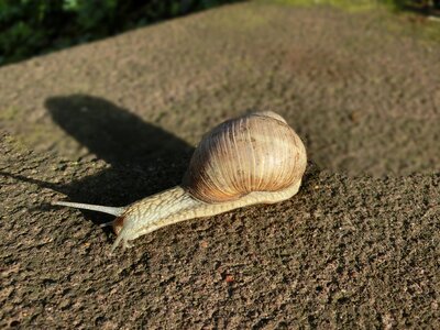Nature macro snail shell