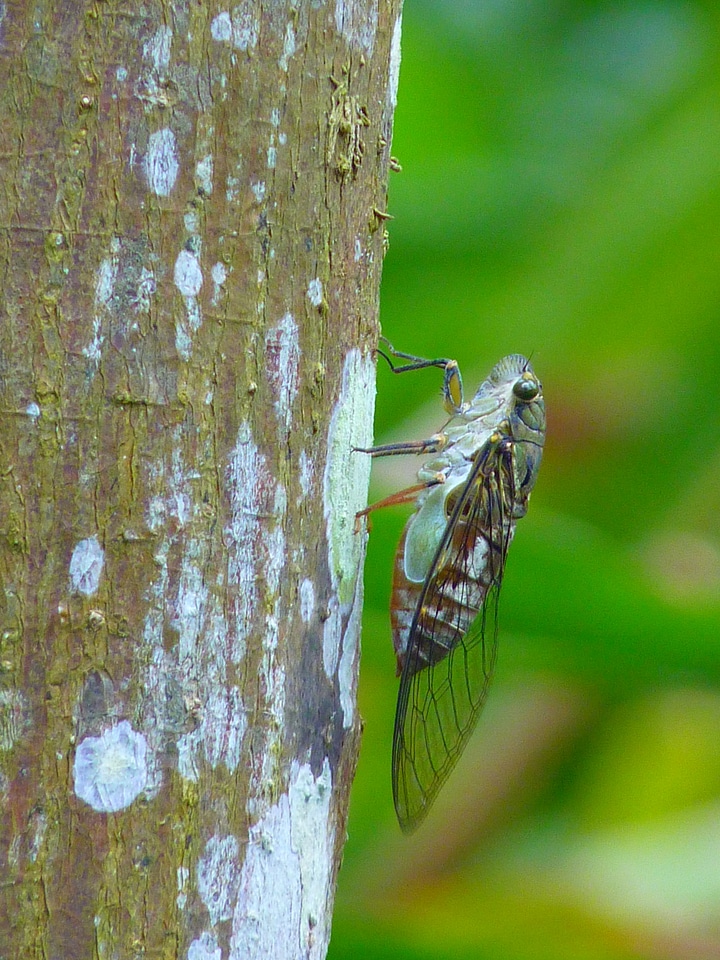 Insect animal flying