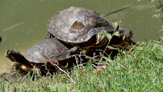 Turtles reptile animals