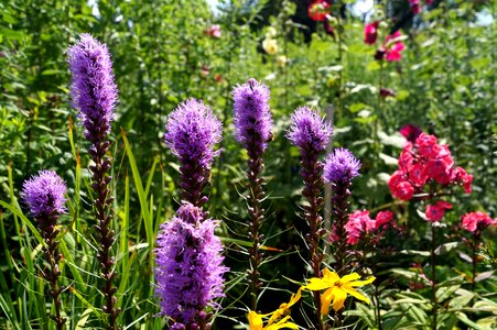Purple large speedwell veronica plants