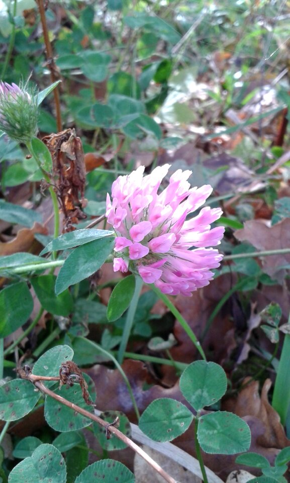 Flower bloom grass