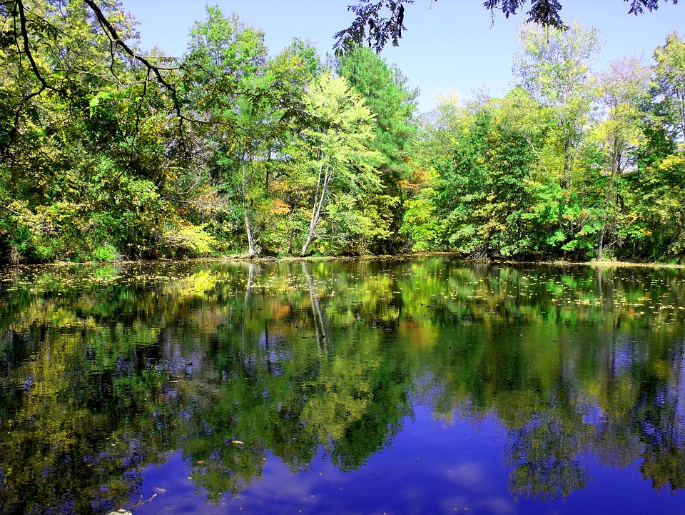 Reflections greenery greens