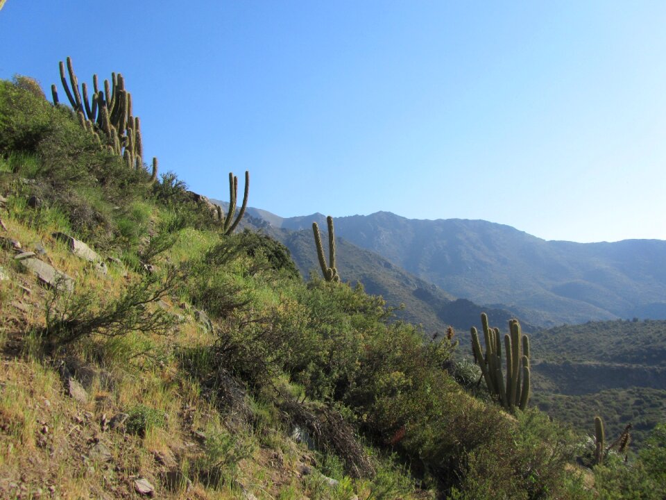 Cactus dry mountains