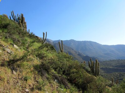 Cactus dry mountains