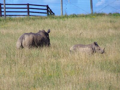 Africa wildlife conservation