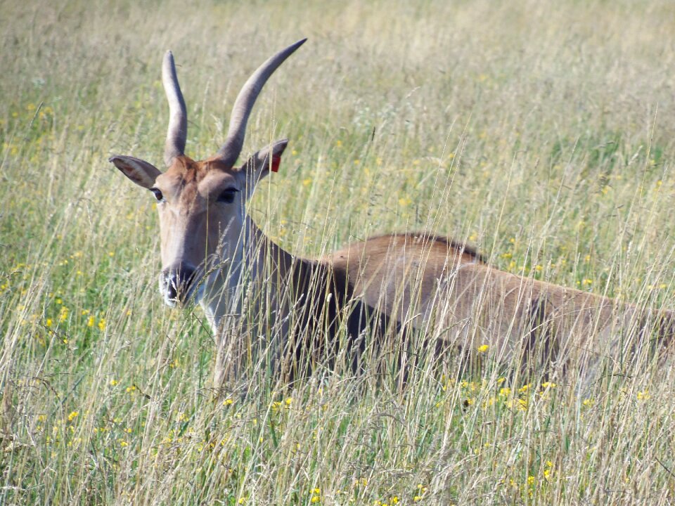 Africa wildlife african