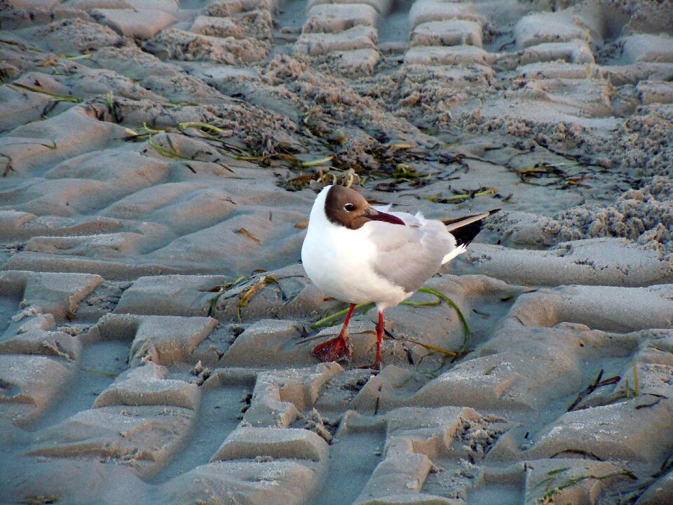 Bird animal beach