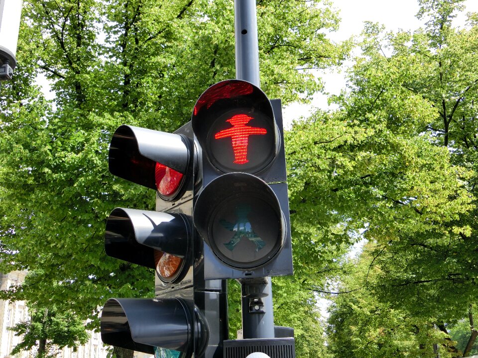 Traffic lights trees green