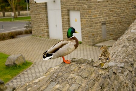 Rock animal duck bird
