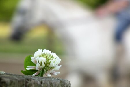 Blossom bloom pointed flower