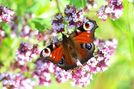 Butterfly nature insect
