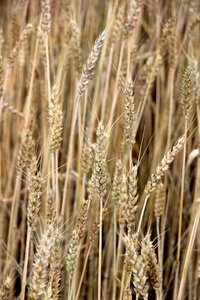 Agriculture summer spike
