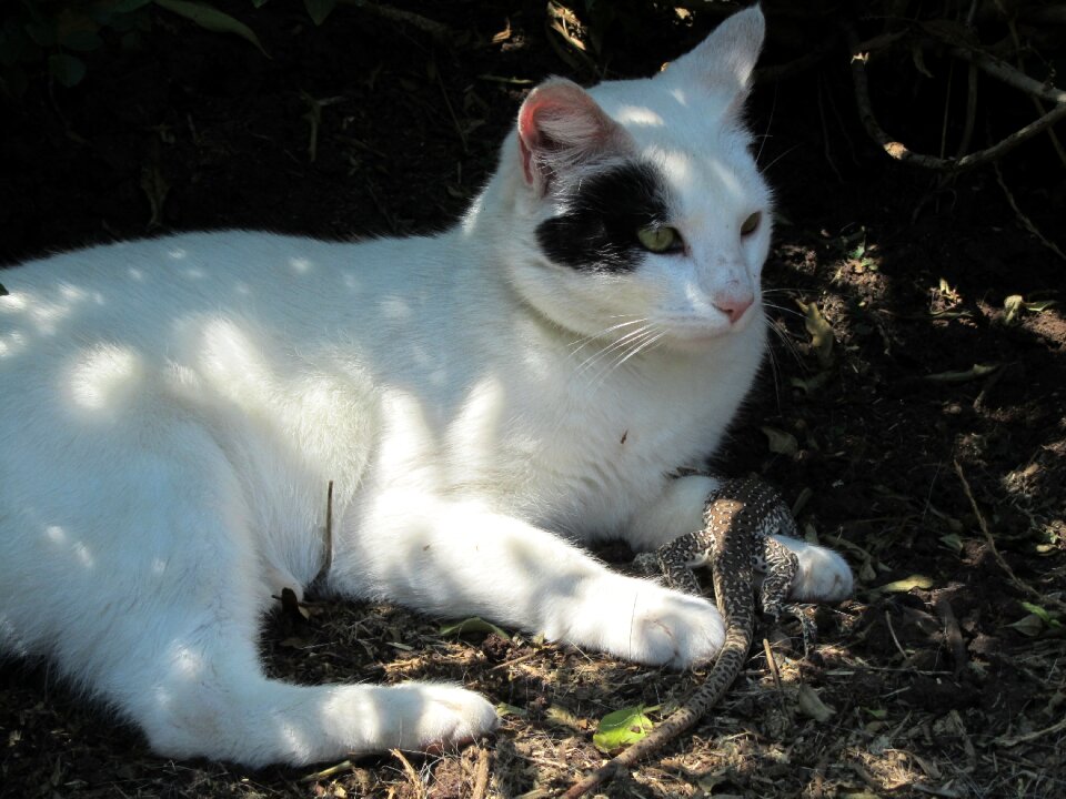 White shadow prey