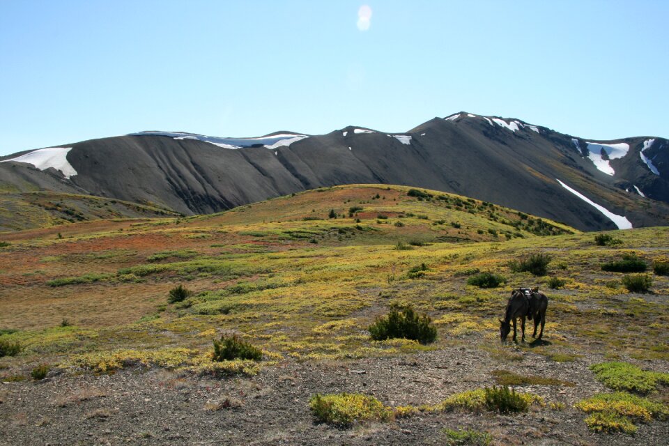 Outdoor horse alone
