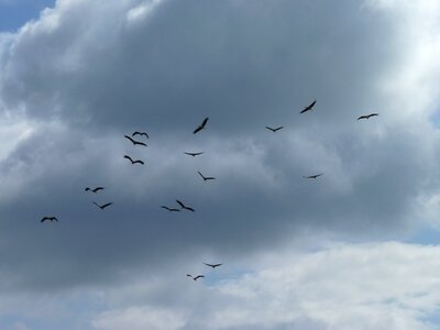 Departure bird migration swarm