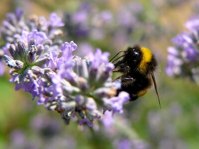 Flower garden macro