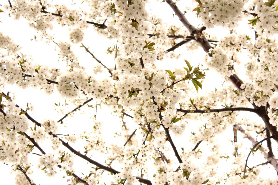Flower nature spring