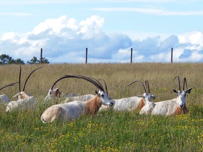 Endangered horns antelope photo