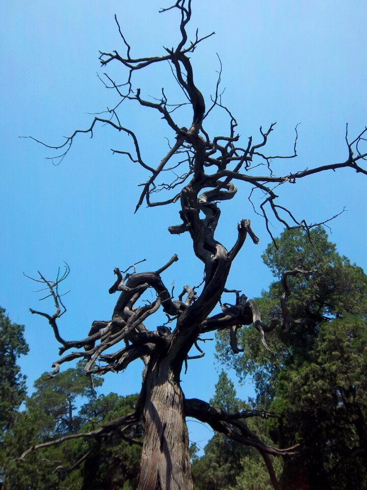Branches wood nature