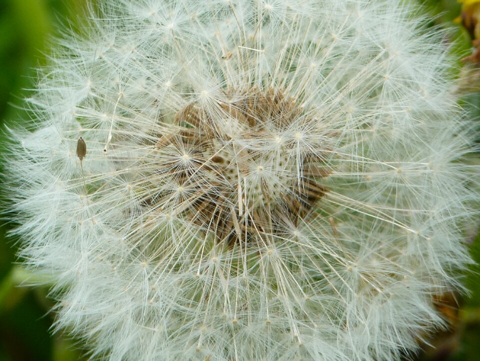 Plant nature macro